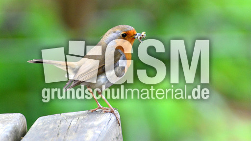 Rotkehlchen (44).JPG